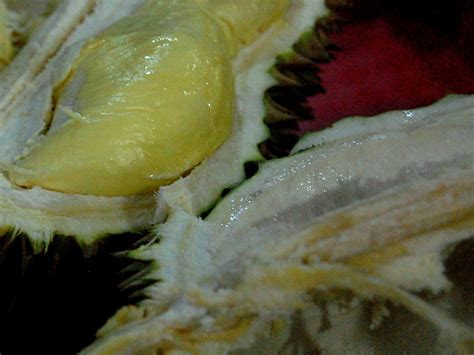 Going in to davao city for returning resident, or for work and business only. Durian (Davao City) | Davao City is almost synonymous with ...