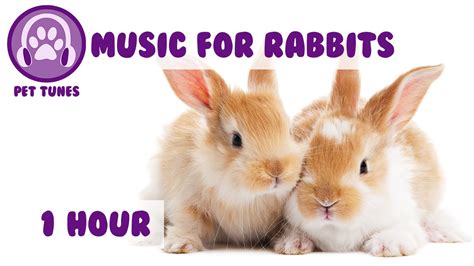 1 Hour Of Rabbit Music Music To Relax And Calm Your Pet Rabbit Youtube