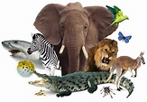 The Animal World | The Animal Kingdom | DK Find Out