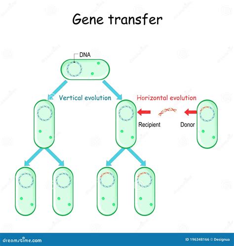 Gene Transfer For Example Bacteria Horizontal And Vertical Evolution