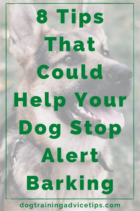 8 Tips That Could Help Your Dog Stop Alert Barking Dog Training