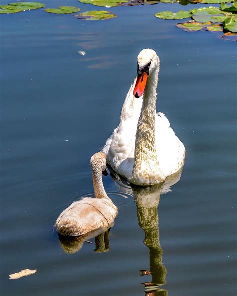 The Ugly Duckling Photograph By Jim Hoover Fine Art America