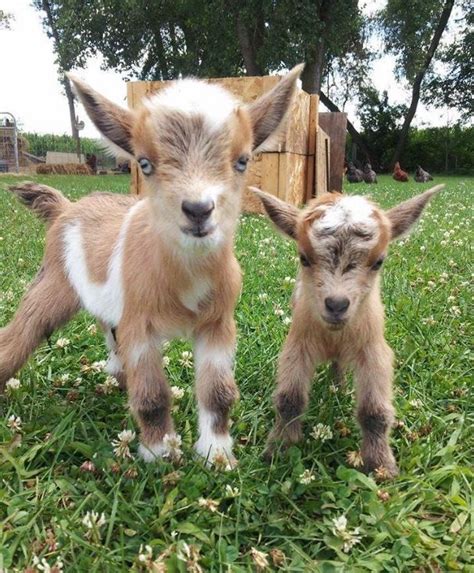 Baby Goats Cute Baby Animals Cute Goats Cute Animals
