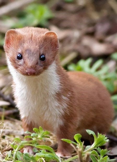 Get Stoked For These Insanely Adorable 14 Stoats Cute Animals