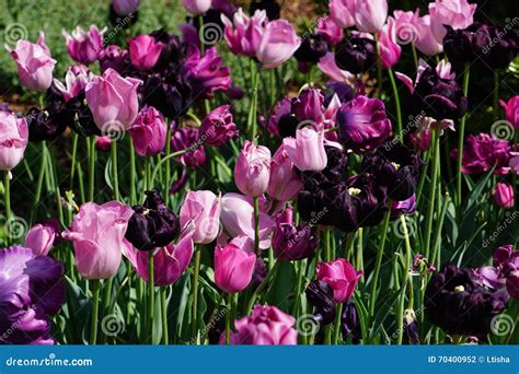 Pink And Purple Tulips Stock Photo Image Of Planting 70400952