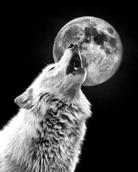 Pin By Lilly On Amazing Creatures Wolf And Moon Tattoo Wolf Howling