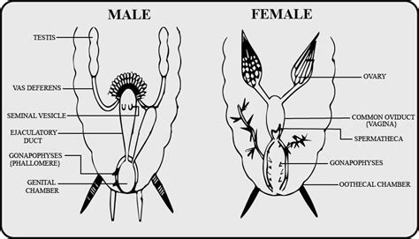 What Is True About Gonapophysis Of A Cockroachathree In Each Sexbsix In Each Sexcthree In
