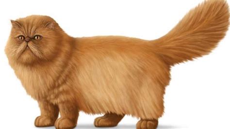 How To Choose A Cat Breed What To Pay Attention To
