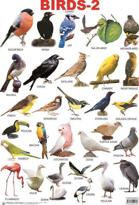 Птицы Картинки Имена — Картинки фотографии