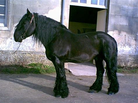 Mulassier Horse