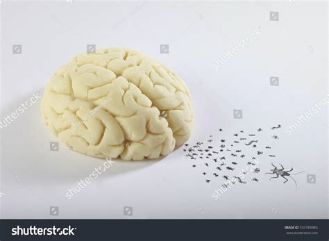 Cockroaches Brain Beetles Cockroaches Lice Larvae Foto Stock 533783983 Shutterstock