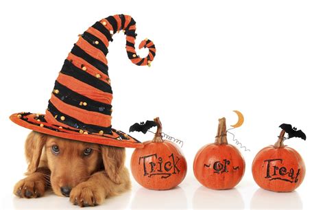 Bregman Veterinary Group How To Celebrate A Pet Friendly Halloween