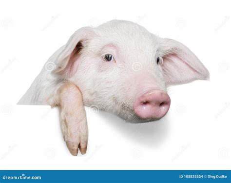 Cute Piglet Animal Hanging On White Fence Stock Photo Image Of Nose