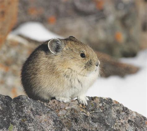 The American Pika A Case Study In Wildlife Acclimating To