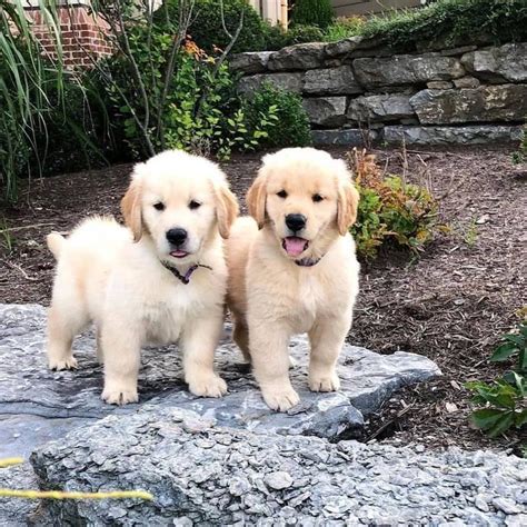 Golden Retriever Puppies For Sale Houston Tx Cute Puppies