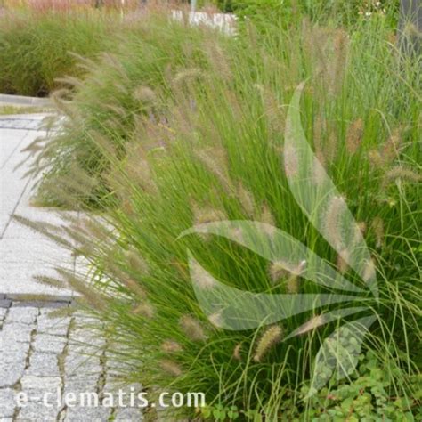 Pennisetum Alopecuroides Hameln Chinese Fountain Grass E CLEMATIS