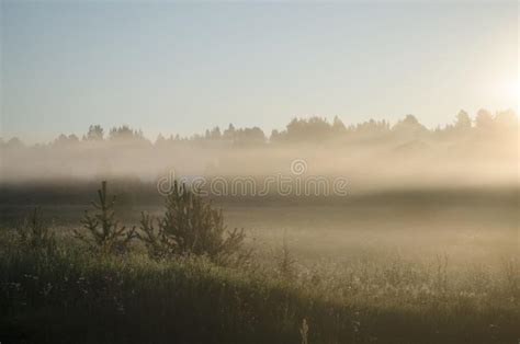 Summer Sunrise In Foggy Forest Stock Image Image Of Natural Foggy