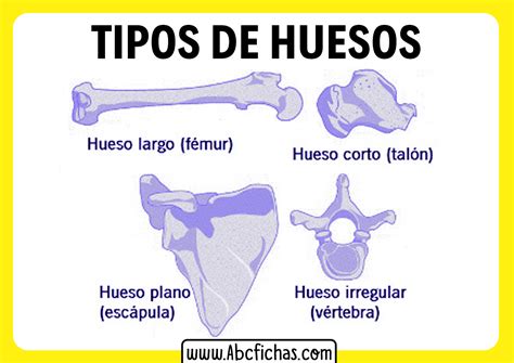 Tipos De Huesos Huesos Largos Cortos Plano E Irregulares