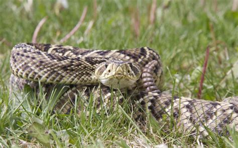 How Rattlesnakes Got And Lost Their Venom