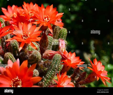 Blooming Flowers Of Peanut Cactus Echinopsis Chamaecereus In Vibrant