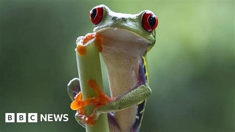 Bbc Tests 4k Planet Earth Ii In Hdr On Iplayer Bbc News