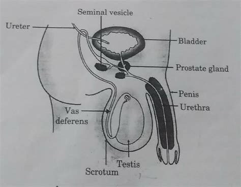 Diagram Of Male Reproductive System