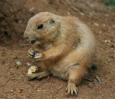 Prairie Dog Free Photo Download Freeimages