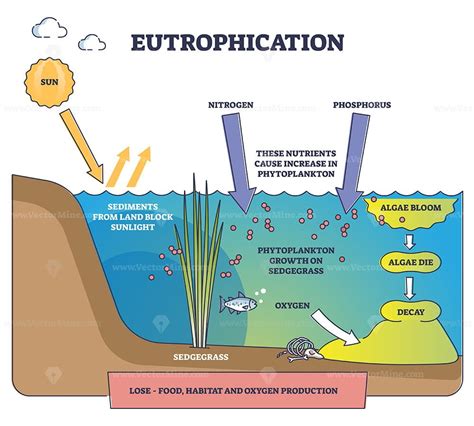 Eutrophication Definition Types Causes Effects 55 Off