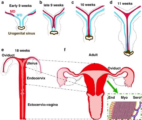 1 Development Of Human Female Reproductive Tract A D Adapted From Download Scientific