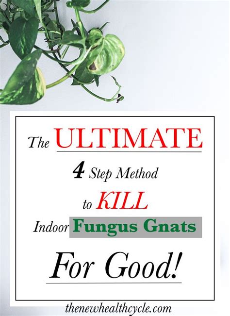 The Ultimate 4 Step Method To Kill Indoor Fungus Gnats For Good