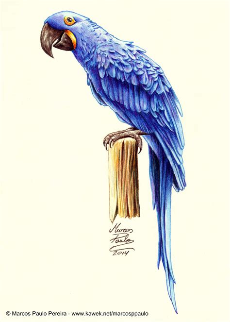 Arara Bird Drawings Realistic Drawings Cool Art Drawi Vrogue Co