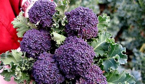 5 Unusual Broccoli Varieties To Add Wow To Your Garden Hobby Farms