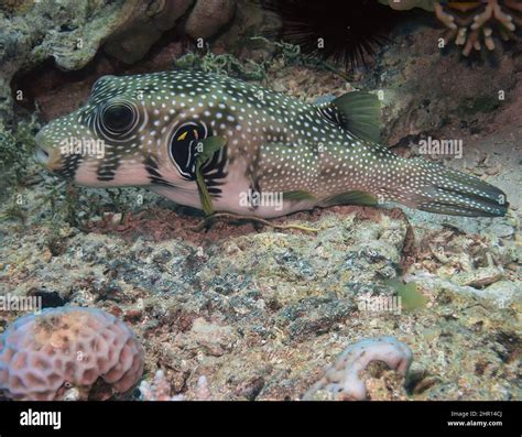 White Spotted Puffer Arothron Hispidus In The Red Sea Egypt Stock