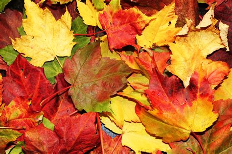 Free Images Fall Flower Petal Red Colorful Season Maple Tree