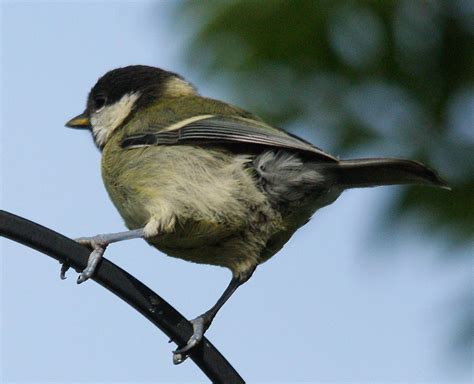 Young Great Tit Kev Flickr