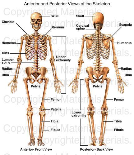 Anterior And Posterior Views Of The Skeleton Artofit