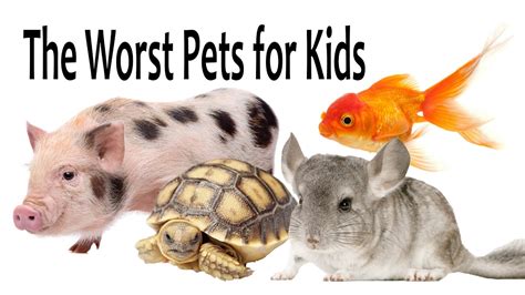 The Worst Pets For Kids Pet News Live
