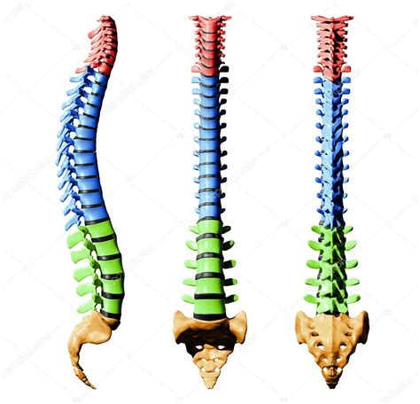 Vértebras De La Columna Vertebral Piezas De Color — Fotos De Stock
