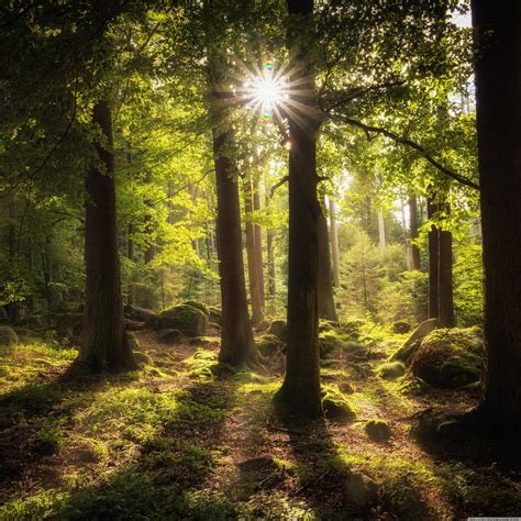 Morning Sun Rays In The Forest Wallpaper Vrogue Co