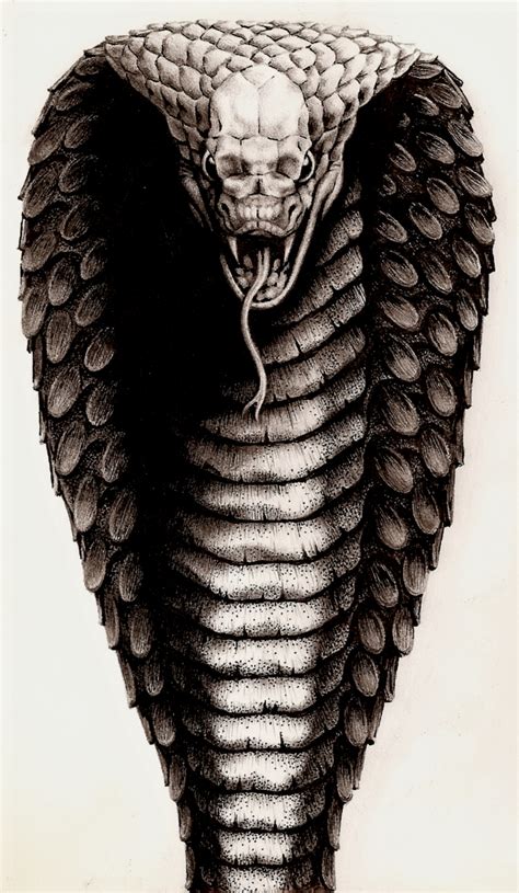 king cobra by aka maelstrom on deviantart