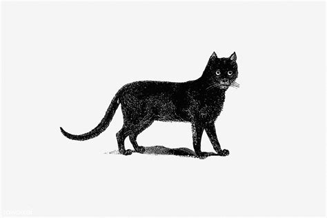 Vintage Black Cat Illustration Free Download Under Cc