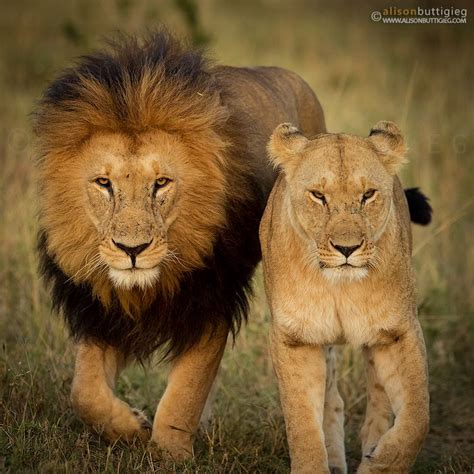 African Lions Lion And Lioness African Lion Lion Pictures