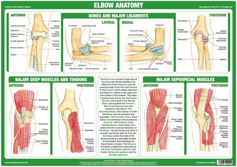 Anatomy Of Elbow Pain