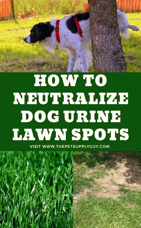 How To Neutralize Dog Urine On Grass The Pet Supply Guy Dog Urine