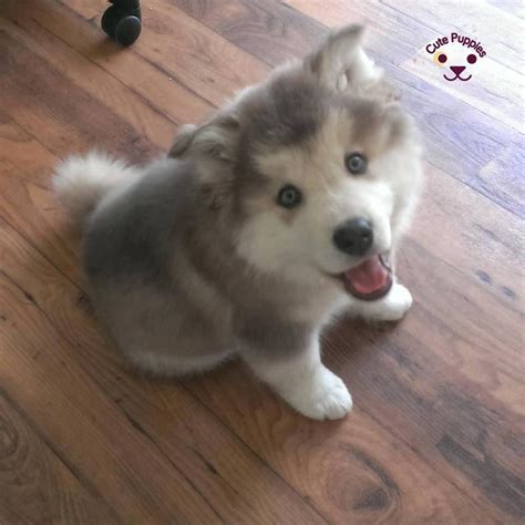 There personality is much like a lab in that they love to be around people, yet they are independant enough where you they don't require constant attention. Cute Husky Puppies That You Will Love - Cute Puppies Now