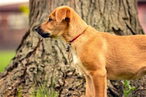 30 Most Quiet Dog Breeds Perfect For Apartment Living