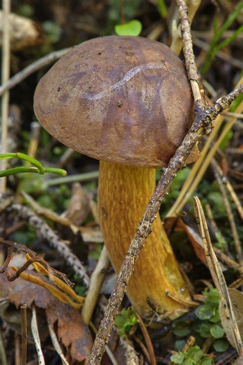 Bay Bolete Imleria Badia Mushrooms Of Russia