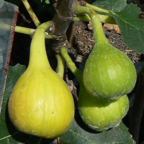 Polynesian Produce Stand Yellow Long Neck Fig Ficus Carica Yummy
