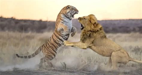 Diferencias Entre El Tigre Y El LeÓn ¿quién Es Más Fuerte