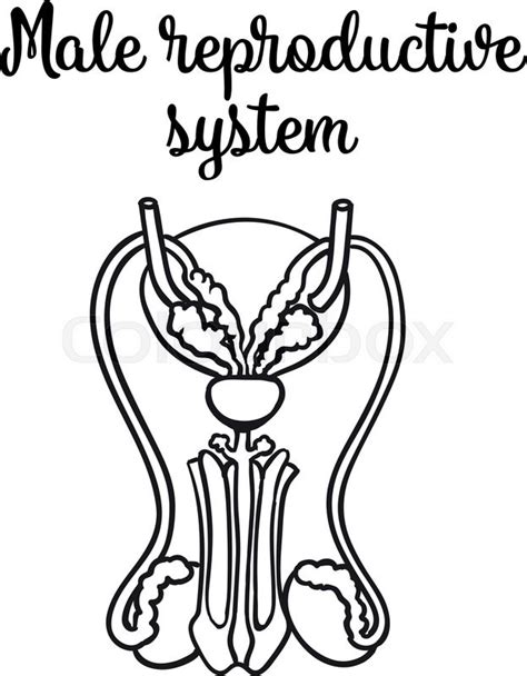 The Best Free Reproductive Drawing Images Download From 74 Free